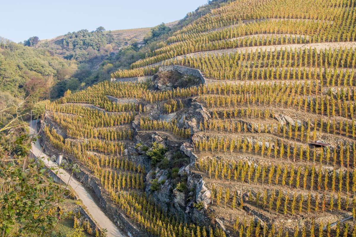 Une parcelle de C&ocirc;te-R&ocirc;tie. Photo Wikipedia Commons/Olivier Lemoine
